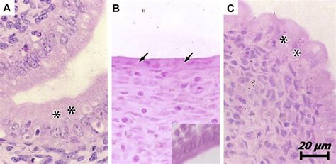 Uterine Horn Of Control A Ucha B And Uchb C Rats Note The