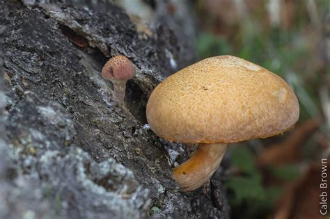Mushroom Observer Species List Active Psilocybin Fungi Of