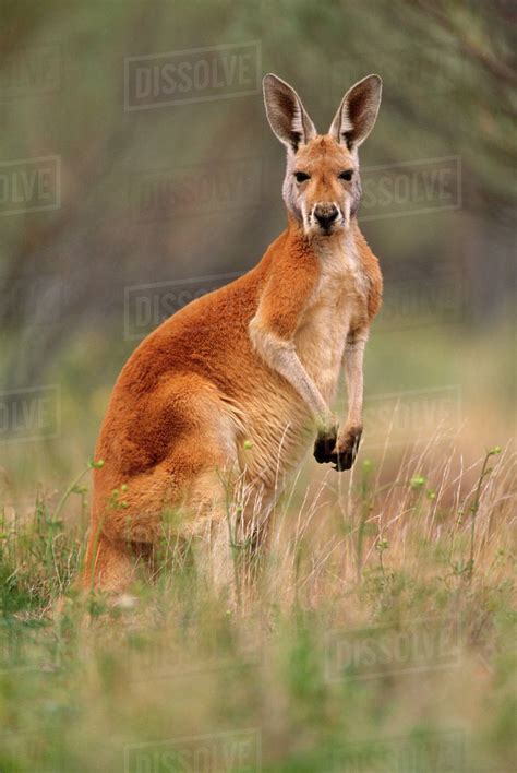 Red Kangaroo Macropus Rufus Finke Gorge National Park Australia