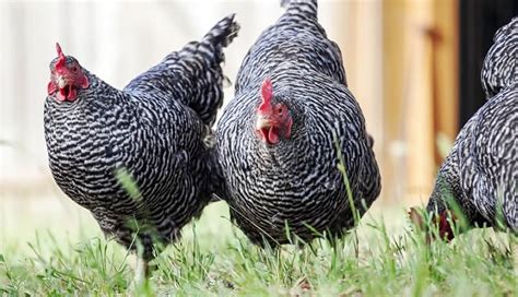 Wyandotte Chicken Breed Guide Raising Weight Meat And Egg Production
