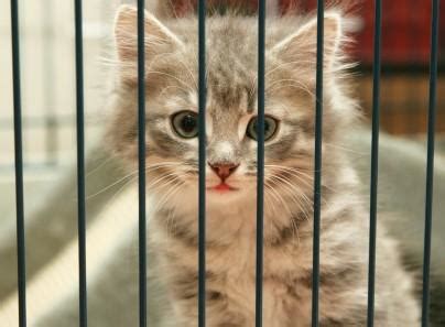 Compassionate euthanasia for your pet in your home is a helpful alternative for animal owners. Why you Should Adopt a Cat
