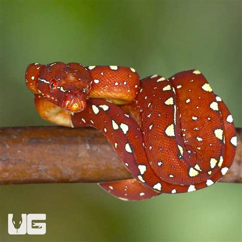 Baby Biak Green Tree Pythons Morelia Viridis For Sale Underground