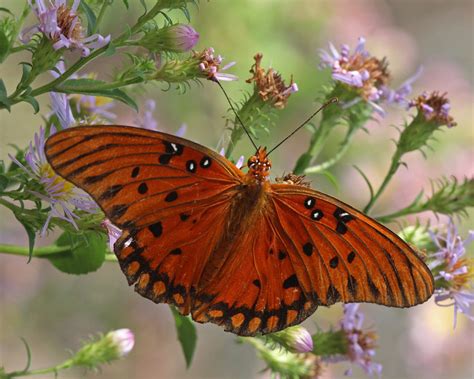 Gulf Fritillary Host Plants Hot Sex Picture