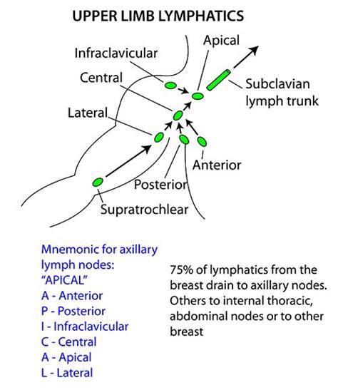 Axillary Lymph Nodes Group