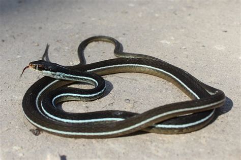 Eastern Ribbonsnake Florida Snake Id Guide