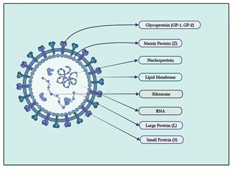 Morphological Structure Of Junin Virus Junv Download Scientific
