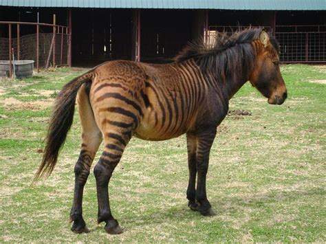 A Zebroid Awesome Pictures Pinterest Zebroid And Animal Zorse