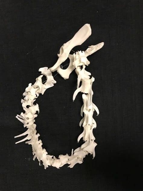 A White Bracelet Made Out Of Bones On A Black Background With The