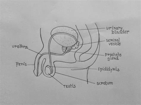 Draw It Neat Organs Reproductive System Nursing Study