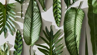 Tropical Leaves Wallpapers Desktop Watercolor Palm Leaf