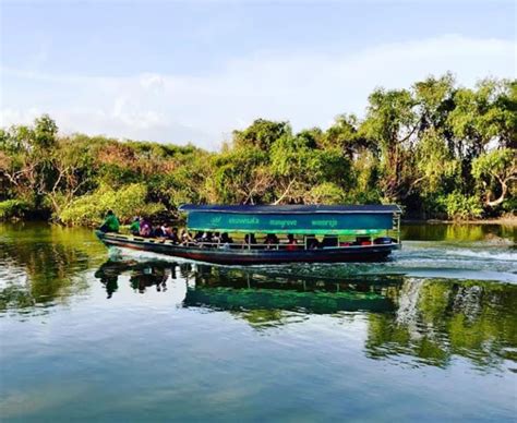 Hutan Mangrove Rungkut Surabaya Tiket Masuk Dan Lokasi