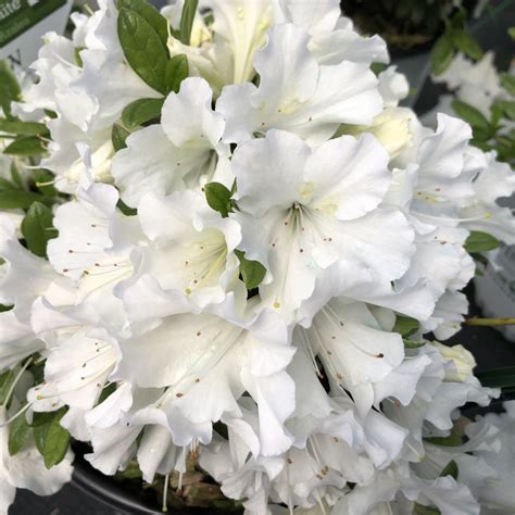 Azalea Bloom A Thon White Buy Rhododendron Shrubs Online