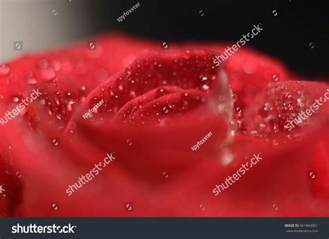Closeup Rose Bud Droplets Stock Photo 661860001 Shutterstock
