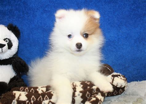 Pomeranian Puppies For Sale Long Island Puppies