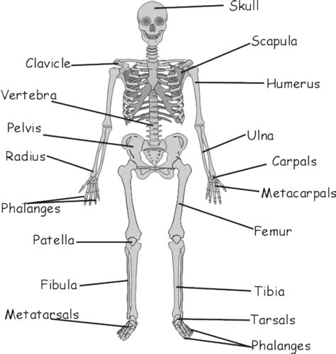 Gcse Biology The Skeleton And Its Function