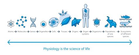 What Is Physiology The Physiological Society