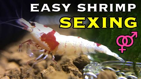 How To Sex Shrimp Neocaridina And Caridina Youtube