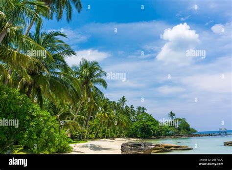 Relaxtion Scene Of Peaceful Beach With Coconut Palm Tree Blue Sky