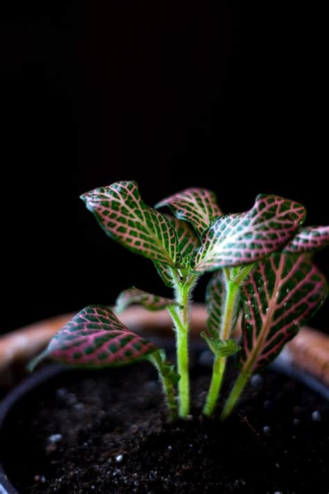 Nerve Plant Care How To Grow Fittonia Plants Mefics