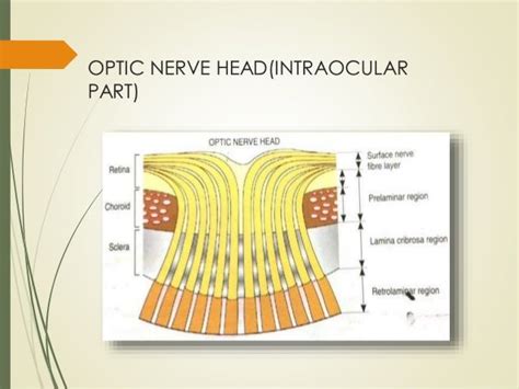Blood Supply Of The Optic Nerve