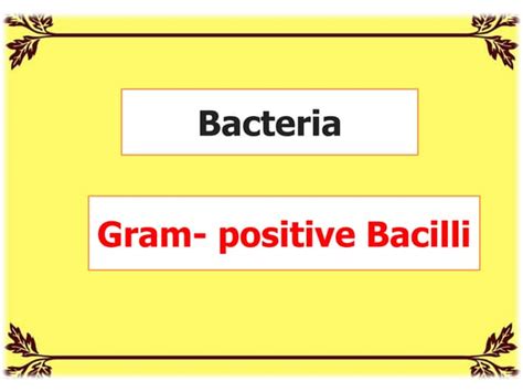 Bacteria Gram Positive Bacilli Ppt