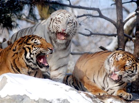 Tigers Tigers Everlandkorea In Cherl Kim Flickr