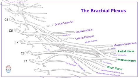 Brachial Plexus Anatomy Roots Trunks Divisions Cords And Branches