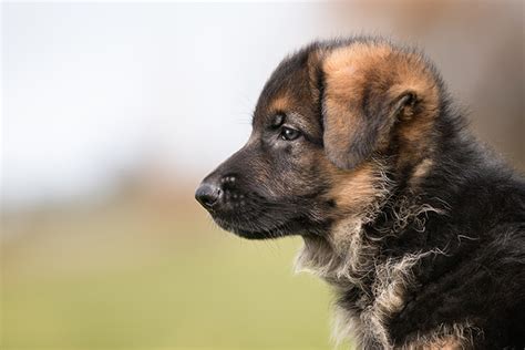 German Shepherd Puppies Cute Pictures And Facts Dogtime