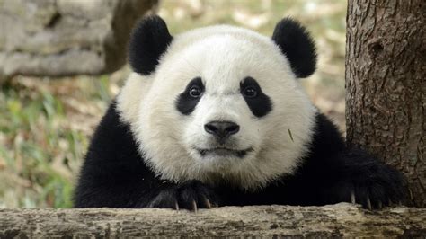 Cool Panda Wallpaper Hd Gambar Wallpaper Keren Riset