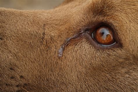 5 Types Of Dog Eye Discharge Petcarerx