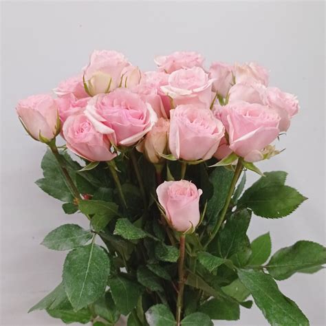 Wholesale Fresh Cut Roses Floristika Bangsar