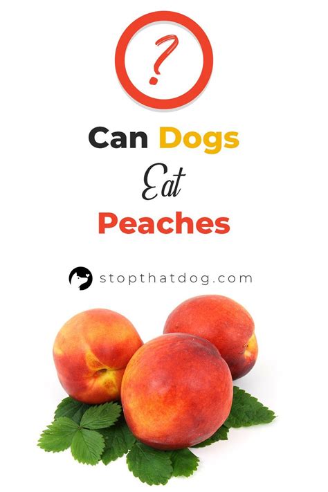 Technically, peaches, or at least their meat, are safe for dogs to eat in limited amounts. Are you wondering whether dogs can eat peaches? If so, this guide reveals the answers you're ...