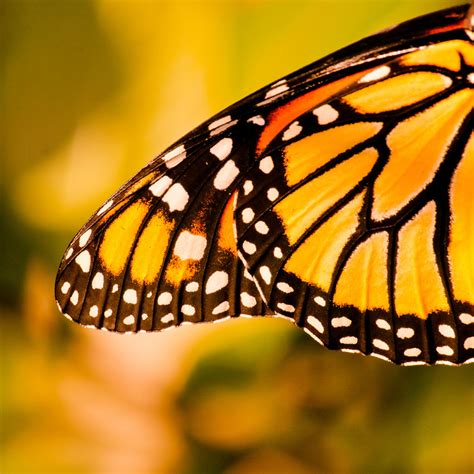 Orange Beauties In Flight And Endangered Now Monarch Butterflies