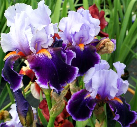 Purple Iris Flower Flowers Free Nature Pictures By Forestwander