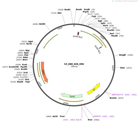 Addgene S3008026096