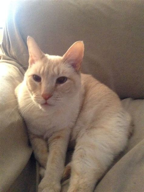 My Flame Point Siamese Cat Romeo Siamese Cats Pinterest