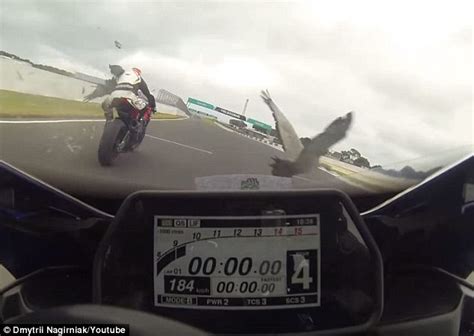 Terrifying Moment Two Vicious Birds Wipe Out Motorbike Riders Driving