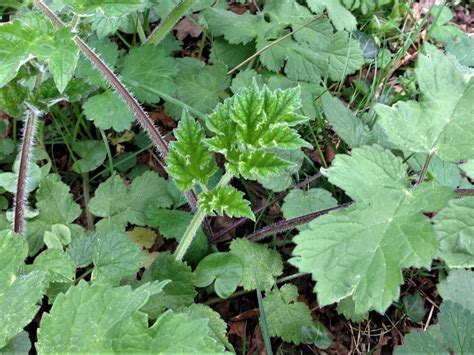 Difference Between Giant Hogweed And Cow Parsley Uk All About Cow Photos