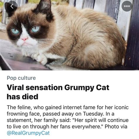 Pop Viral Sensation Grumpy Cat Has Died The Feline Who Gained Internet Fame For Her Iconic