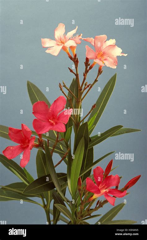 Oleander Nerium Oleander Stock Photo Alamy