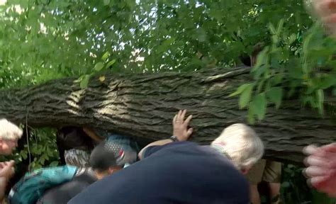 Massive Tree Limb Falls On Woman Traps Her Beneath It In Northwest D C