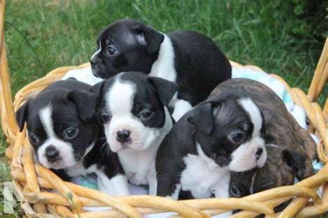 Boston Terrier Puppies For Sale Portland Oregon | PETSIDI