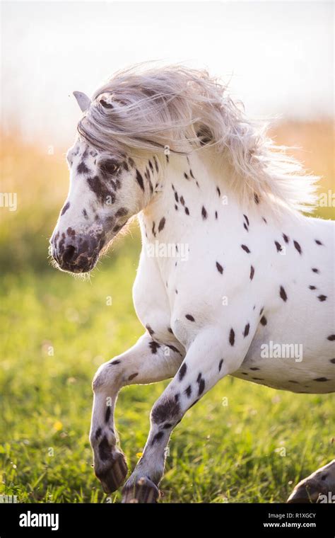 Shetland Pony Miniature Appaloosa Galloping On A Meadow Portrait