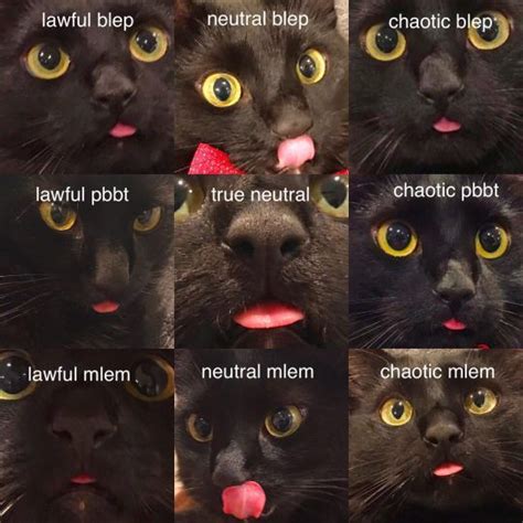 Faces Of Blep Cat Care Cat Memes Black Cat Memes