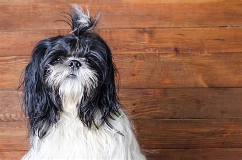 Black And White Shih Tzu Pictures Facts Origin And History Hepper