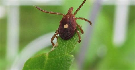 Tick Borne Red Meat Allergy Was Most Common Cause Of Reactions Study Shows