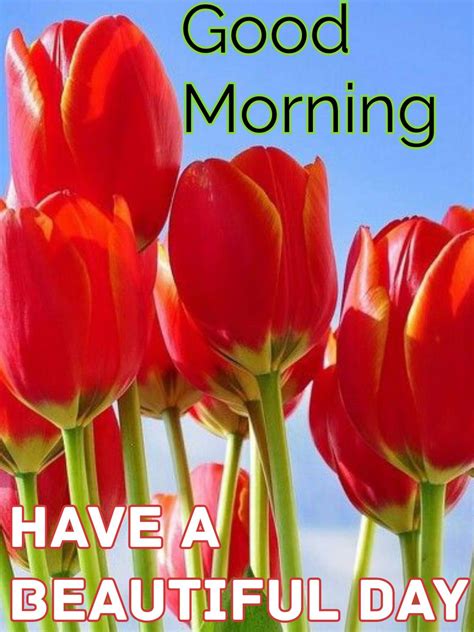 Good Morning Images With Tulip Flowers Hd Sarawak Reports