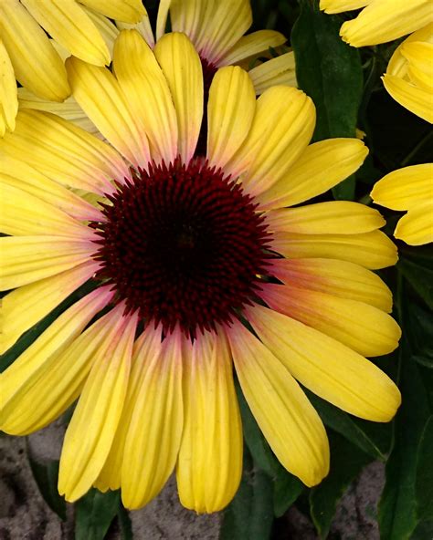Echinacea Yellow Rainbow Marcella Bare Roots — Buy Yellow To Pink