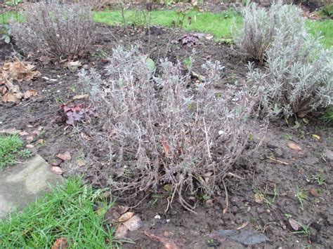 Lavendel ist eine augenweide und duftet einfach wunderbar. Wann und wie schneidet ihr den Lavendel? - Mein schöner ...