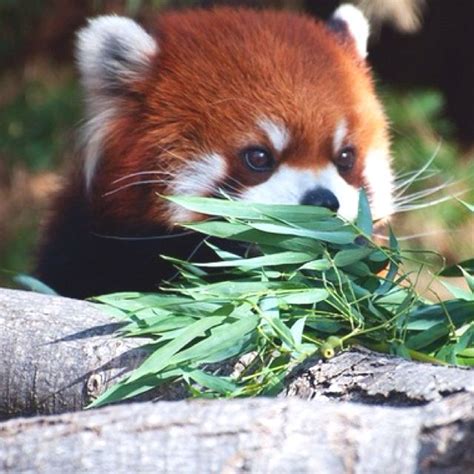 Baby Red Panda I Love Pandas Red Panda Cute Red